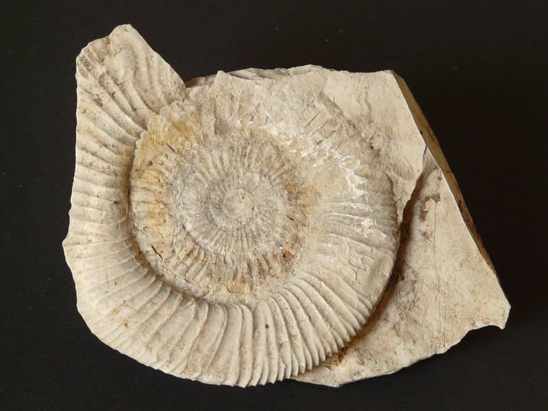 Solnhofen Limestone