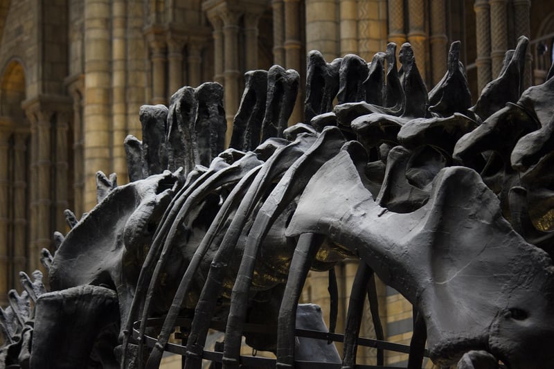Zigong Dinosaur Museum